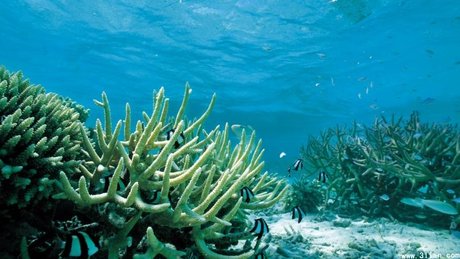 高清海底图片 360图片