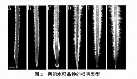 根毛 360图片