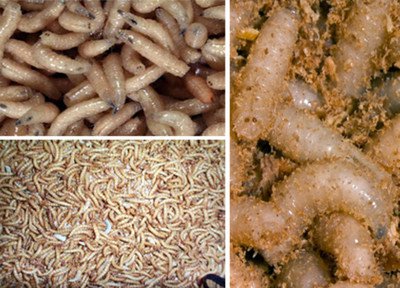 蛆虫 360图片
