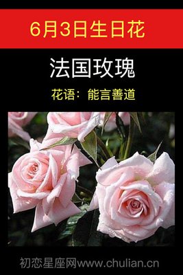 6月6日生日花的图片 360图片