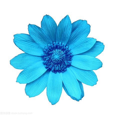 青色的花 360图片