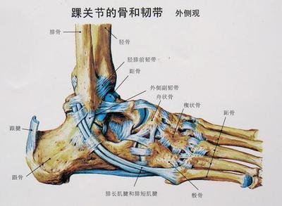 脚踝的韧带图片 360图片