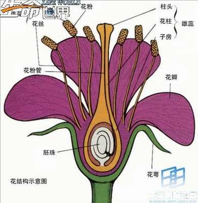 完全花 360图片