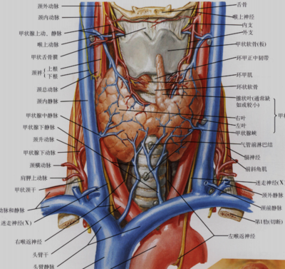 甲状腺 360图片