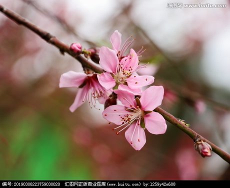 矢田桃花壁纸