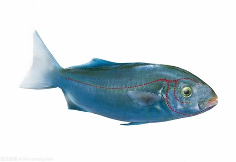 侧线器官 360图片