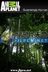 勇敢的心 第一季
