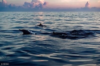 海豚湾免费在线观看
