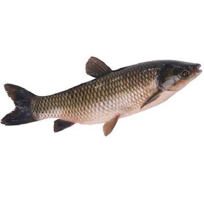 鲜活大草鱼（开腹祛黑，不砍）