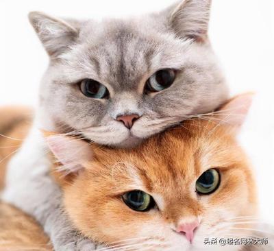 猫咪取什么名字好听