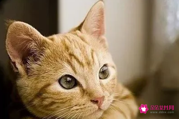 孕妇梦见好多猫