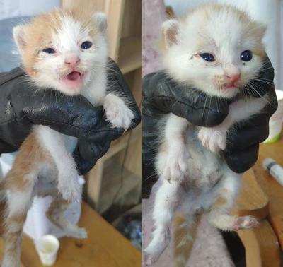 怎么给小猫喂奶粉