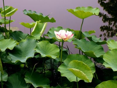 荷花性格