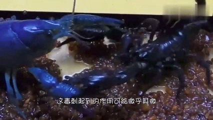 孕妇梦见好多小龙虾