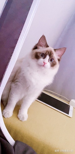 猫多久可以怀孕