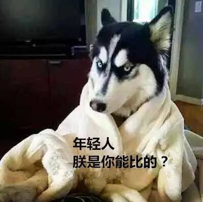 继承遗产的狗
