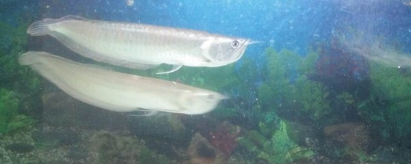 銀龍魚(yú)喂活魚(yú)如何消毒（銀龍魚(yú)在喂食活魚(yú)時(shí)需要注意消毒，以下幾種有效的消毒方法）