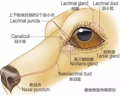 眼睛泪管堵塞怎么治疗