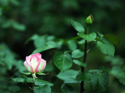 蓓蕾的寓意