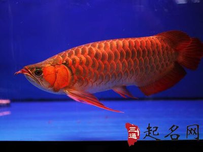 寧晉哪里有賣魚缸的店啊圖片視頻（寧晉哪里有賣魚缸的店啊圖片視頻大全）