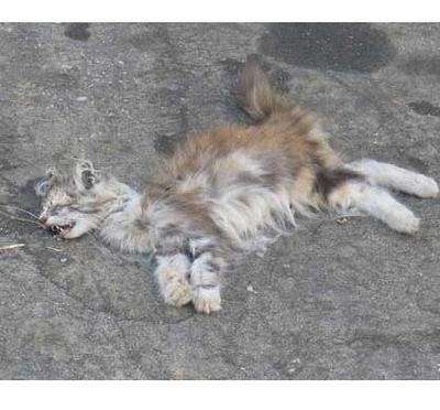 做梦梦到死猫