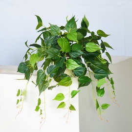 室内垂吊植物