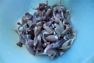 怀孕可以吃青蛙肉吗