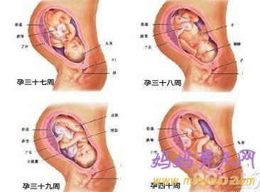 怀孕4个月宝宝多大