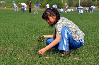 梦见自己在地里拔草