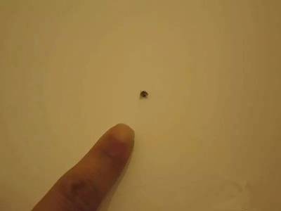 卫生间的小飞虫