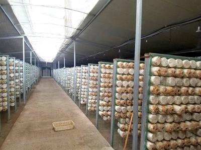 室内菌类种植
