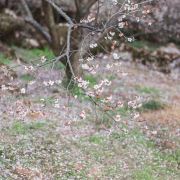 大邑大平山攻略