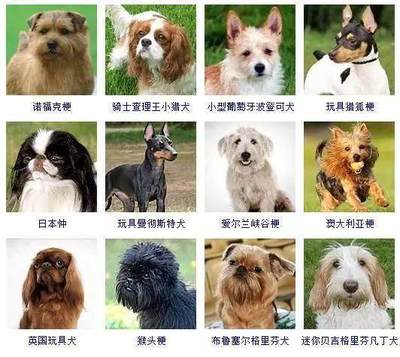 怎么给狗狗取名字好听