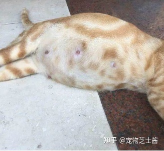 怀孕的猫会吐吗