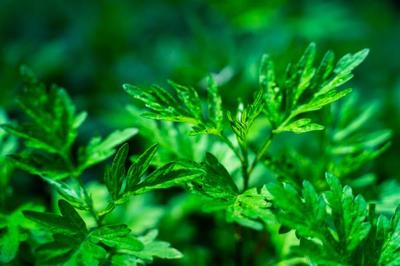艾草生姜水制作方法