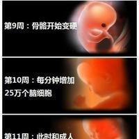 胎儿发育过程