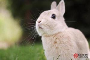男属鼠女属兔婚姻好吗