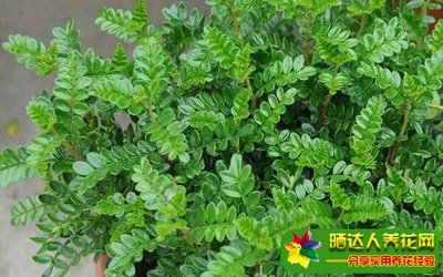 清香木能放在卧室吗