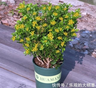 桂花五行属什么