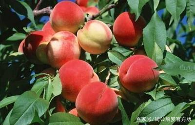 孕妇梦到柿子