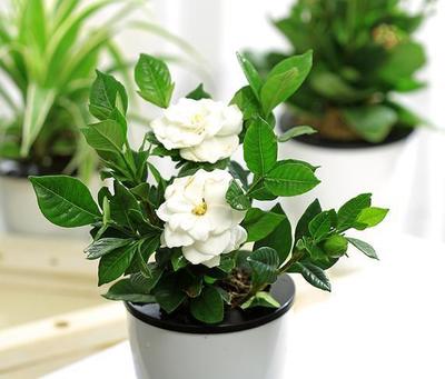 厨房适合养什么花