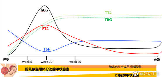 怀孕后tsh升高