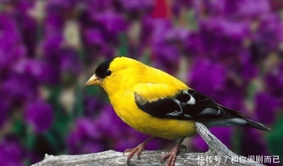 呼风唤雨代表什么生肖
