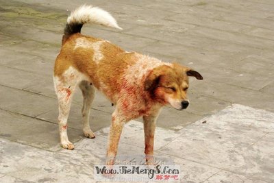 周公解梦被狗追咬