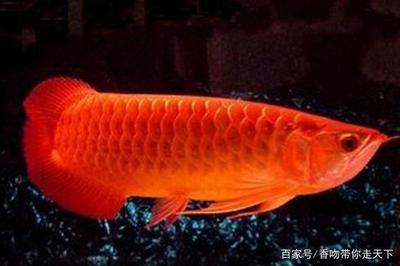 魚缸對家庭影響：魚缸對孩子有影響嗎