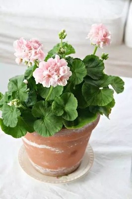 养在室内的花