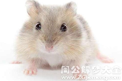 周公解梦孕妇梦见老鼠