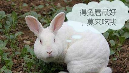 孕妇做梦梦到兔子