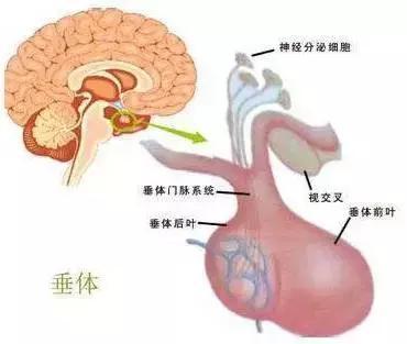 胃腺瘤怎么治疗