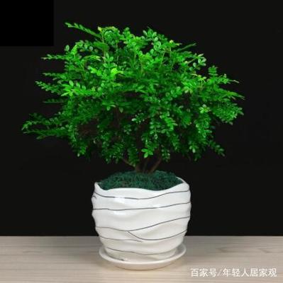 清香木能放在卧室吗